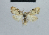  ( - BC ZSM Lep 48399)  @13 [ ] CreativeCommons - Attribution Non-Commercial Share-Alike (2012) Axel Hausmann/Bavarian State Collection of Zoology (ZSM) SNSB, Zoologische Staatssammlung Muenchen
