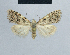  (Nola musculalis - BC ZSM Lep 48400)  @14 [ ] CreativeCommons - Attribution Non-Commercial Share-Alike (2012) Axel Hausmann/Bavarian State Collection of Zoology (ZSM) SNSB, Zoologische Staatssammlung Muenchen