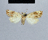  (Nola namibia - BC ZSM Lep 48401)  @12 [ ] CreativeCommons - Attribution Non-Commercial Share-Alike (2012) Axel Hausmann/Bavarian State Collection of Zoology (ZSM) SNSB, Zoologische Staatssammlung Muenchen