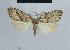  ( - BC ZSM Lep 48403)  @11 [ ] CreativeCommons - Attribution Non-Commercial Share-Alike (2012) Axel Hausmann/Bavarian State Collection of Zoology (ZSM) SNSB, Zoologische Staatssammlung Muenchen