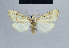  (Nola tineoides - BC ZSM Lep 48406)  @13 [ ] CreativeCommons - Attribution Non-Commercial Share-Alike (2012) Axel Hausmann/Bavarian State Collection of Zoology (ZSM) SNSB, Zoologische Staatssammlung Muenchen