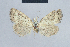  ( - BC ZSM Lep 48409)  @12 [ ] CreativeCommons - Attribution Non-Commercial Share-Alike (2012) Axel Hausmann/Bavarian State Collection of Zoology (ZSM) SNSB, Zoologische Staatssammlung Muenchen