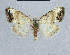  ( - BC ZSM Lep 48410)  @13 [ ] CreativeCommons - Attribution Non-Commercial Share-Alike (2012) Axel Hausmann/Bavarian State Collection of Zoology (ZSM) SNSB, Zoologische Staatssammlung Muenchen