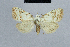  ( - BC ZSM Lep 48414)  @13 [ ] CreativeCommons - Attribution Non-Commercial Share-Alike (2012) Axel Hausmann/Bavarian State Collection of Zoology (ZSM) SNSB, Zoologische Staatssammlung Muenchen