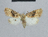  (Nola squalida - BC ZSM Lep 48415)  @13 [ ] CreativeCommons - Attribution Non-Commercial Share-Alike (2012) Axel Hausmann/Bavarian State Collection of Zoology (ZSM) SNSB, Zoologische Staatssammlung Muenchen
