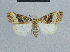  ( - BC ZSM Lep 48416)  @11 [ ] CreativeCommons - Attribution Non-Commercial Share-Alike (2012) Axel Hausmann/Bavarian State Collection of Zoology (ZSM) SNSB, Zoologische Staatssammlung Muenchen