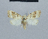  ( - BC ZSM Lep 48417)  @11 [ ] CreativeCommons - Attribution Non-Commercial Share-Alike (2012) Axel Hausmann/Bavarian State Collection of Zoology (ZSM) SNSB, Zoologische Staatssammlung Muenchen
