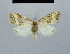  ( - BC ZSM Lep 48418)  @11 [ ] CreativeCommons - Attribution Non-Commercial Share-Alike (2012) Axel Hausmann/Bavarian State Collection of Zoology (ZSM) SNSB, Zoologische Staatssammlung Muenchen