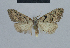  (Nola thymula - BC ZSM Lep 48419)  @13 [ ] CreativeCommons - Attribution Non-Commercial Share-Alike (2012) Axel Hausmann/Bavarian State Collection of Zoology (ZSM) SNSB, Zoologische Staatssammlung Muenchen