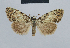  ( - BC ZSM Lep 48420)  @13 [ ] CreativeCommons - Attribution Non-Commercial Share-Alike (2012) Axel Hausmann/Bavarian State Collection of Zoology (ZSM) SNSB, Zoologische Staatssammlung Muenchen
