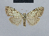  ( - BC ZSM Lep 48424)  @13 [ ] CreativeCommons - Attribution Non-Commercial Share-Alike (2012) Axel Hausmann/Bavarian State Collection of Zoology (ZSM) SNSB, Zoologische Staatssammlung Muenchen