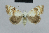  (Nola karelica - BC ZSM Lep 48425)  @14 [ ] CreativeCommons - Attribution Non-Commercial Share-Alike (2012) Axel Hausmann/Bavarian State Collection of Zoology (ZSM) SNSB, Zoologische Staatssammlung Muenchen
