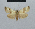  (Nola delicatula - BC ZSM Lep 48427)  @12 [ ] CreativeCommons - Attribution Non-Commercial Share-Alike (2012) Axel Hausmann/Bavarian State Collection of Zoology (ZSM) SNSB, Zoologische Staatssammlung Muenchen