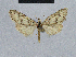  ( - BC ZSM Lep 48430)  @13 [ ] CreativeCommons - Attribution Non-Commercial Share-Alike (2012) Axel Hausmann/Bavarian State Collection of Zoology (ZSM) SNSB, Zoologische Staatssammlung Muenchen