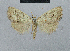  (Nola dresnayi - BC ZSM Lep 48431)  @13 [ ] CreativeCommons - Attribution Non-Commercial Share-Alike (2012) Axel Hausmann/Bavarian State Collection of Zoology (ZSM) SNSB, Zoologische Staatssammlung Muenchen