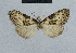 (Nola tephrographa - BC ZSM Lep 48432)  @12 [ ] CreativeCommons - Attribution Non-Commercial Share-Alike (2012) Axel Hausmann/Bavarian State Collection of Zoology (ZSM) SNSB, Zoologische Staatssammlung Muenchen