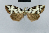  (Nola argentofusca - BC ZSM Lep 48433)  @13 [ ] CreativeCommons - Attribution Non-Commercial Share-Alike (2012) Axel Hausmann/Bavarian State Collection of Zoology (ZSM) SNSB, Zoologische Staatssammlung Muenchen