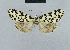 (Nola bioconia - BC ZSM Lep 48434)  @12 [ ] CreativeCommons - Attribution Non-Commercial Share-Alike (2012) Axel Hausmann/Bavarian State Collection of Zoology (ZSM) SNSB, Zoologische Staatssammlung Muenchen
