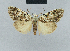  (Nola minorata - BC ZSM Lep 48435)  @11 [ ] CreativeCommons - Attribution Non-Commercial Share-Alike (2012) Axel Hausmann/Bavarian State Collection of Zoology (ZSM) SNSB, Zoologische Staatssammlung Muenchen