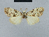  (Nola pachygrapha - BC ZSM Lep 48436)  @13 [ ] CreativeCommons - Attribution Non-Commercial Share-Alike (2012) Axel Hausmann/Bavarian State Collection of Zoology (ZSM) SNSB, Zoologische Staatssammlung Muenchen
