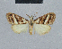  (Nola panvirgata - BC ZSM Lep 48437)  @11 [ ] CreativeCommons - Attribution Non-Commercial Share-Alike (2012) Axel Hausmann/Bavarian State Collection of Zoology (ZSM) SNSB, Zoologische Staatssammlung Muenchen
