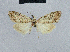  (Nola toulgeotiana - BC ZSM Lep 48438)  @11 [ ] CreativeCommons - Attribution Non-Commercial Share-Alike (2012) Axel Hausmann/Bavarian State Collection of Zoology (ZSM) SNSB, Zoologische Staatssammlung Muenchen