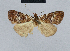  (Nola alboundulata - BC ZSM Lep 48440)  @12 [ ] CreativeCommons - Attribution Non-Commercial Share-Alike (2012) Axel Hausmann/Bavarian State Collection of Zoology (ZSM) SNSB, Zoologische Staatssammlung Muenchen