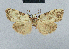 (Nola calographa - BC ZSM Lep 48441)  @11 [ ] CreativeCommons - Attribution Non-Commercial Share-Alike (2012) Axel Hausmann/Bavarian State Collection of Zoology (ZSM) SNSB, Zoologische Staatssammlung Muenchen