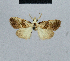  (Nola cirrhographa - BC ZSM Lep 48445)  @11 [ ] CreativeCommons - Attribution Non-Commercial Share-Alike (2012) Axel Hausmann/Bavarian State Collection of Zoology (ZSM) SNSB, Zoologische Staatssammlung Muenchen