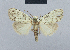  (Nola incognitaHH05 - BC ZSM Lep 48448)  @14 [ ] CreativeCommons - Attribution Non-Commercial Share-Alike (2012) Axel Hausmann/Bavarian State Collection of Zoology (ZSM) SNSB, Zoologische Staatssammlung Muenchen