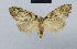  (Nola incognitaHH06 - BC ZSM Lep 48449)  @12 [ ] CreativeCommons - Attribution Non-Commercial Share-Alike (2012) Axel Hausmann/Bavarian State Collection of Zoology (ZSM) SNSB, Zoologische Staatssammlung Muenchen