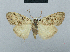  (Nola incognitaHH07 - BC ZSM Lep 48450)  @14 [ ] CreativeCommons - Attribution Non-Commercial Share-Alike (2012) Axel Hausmann/Bavarian State Collection of Zoology (ZSM) SNSB, Zoologische Staatssammlung Muenchen