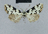  (Nola incognitaHH08 - BC ZSM Lep 48451)  @13 [ ] CreativeCommons - Attribution Non-Commercial Share-Alike (2012) Axel Hausmann/Bavarian State Collection of Zoology (ZSM) SNSB, Zoologische Staatssammlung Muenchen