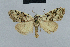  (Nola incognitaHH10 - BC ZSM Lep 48453)  @14 [ ] CreativeCommons - Attribution Non-Commercial Share-Alike (2012) Axel Hausmann/Bavarian State Collection of Zoology (ZSM) SNSB, Zoologische Staatssammlung Muenchen