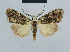  (Nola incognitaHH11 - BC ZSM Lep 48454)  @13 [ ] CreativeCommons - Attribution Non-Commercial Share-Alike (2012) Axel Hausmann/Bavarian State Collection of Zoology (ZSM) SNSB, Zoologische Staatssammlung Muenchen