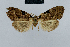  (Nola incognitaHH12 - BC ZSM Lep 48455)  @12 [ ] CreativeCommons - Attribution Non-Commercial Share-Alike (2012) Axel Hausmann/Bavarian State Collection of Zoology (ZSM) SNSB, Zoologische Staatssammlung Muenchen