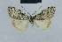  (Nola incognitaHH13 - BC ZSM Lep 48456)  @12 [ ] CreativeCommons - Attribution Non-Commercial Share-Alike (2012) Axel Hausmann/Bavarian State Collection of Zoology (ZSM) SNSB, Zoologische Staatssammlung Muenchen