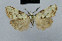  (Nola incognitaHH14 - BC ZSM Lep 48457)  @12 [ ] CreativeCommons - Attribution Non-Commercial Share-Alike (2012) Axel Hausmann/Bavarian State Collection of Zoology (ZSM) SNSB, Zoologische Staatssammlung Muenchen
