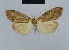  (Nola incognitaHH15 - BC ZSM Lep 48458)  @13 [ ] CreativeCommons - Attribution Non-Commercial Share-Alike (2012) Axel Hausmann/Bavarian State Collection of Zoology (ZSM) SNSB, Zoologische Staatssammlung Muenchen