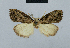  (Nola incognitaHH16 - BC ZSM Lep 48459)  @12 [ ] CreativeCommons - Attribution Non-Commercial Share-Alike (2012) Axel Hausmann/Bavarian State Collection of Zoology (ZSM) SNSB, Zoologische Staatssammlung Muenchen