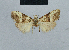  (Nola canovirgata - BC ZSM Lep 48461)  @11 [ ] CreativeCommons - Attribution Non-Commercial Share-Alike (2012) Axel Hausmann/Bavarian State Collection of Zoology (ZSM) SNSB, Zoologische Staatssammlung Muenchen