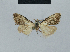 (Nola brandbergensis - BC ZSM Lep 48463)  @13 [ ] CreativeCommons - Attribution Non-Commercial Share-Alike (2012) Axel Hausmann/Bavarian State Collection of Zoology (ZSM) SNSB, Zoologische Staatssammlung Muenchen