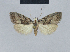  (Nola iridescens - BC ZSM Lep 48464)  @14 [ ] CreativeCommons - Attribution Non-Commercial Share-Alike (2012) Axel Hausmann/Bavarian State Collection of Zoology (ZSM) SNSB, Zoologische Staatssammlung Muenchen