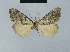  (Nola unipuncta - BC ZSM Lep 48465)  @12 [ ] CreativeCommons - Attribution Non-Commercial Share-Alike (2012) Axel Hausmann/Bavarian State Collection of Zoology (ZSM) SNSB, Zoologische Staatssammlung Muenchen