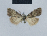  (Nola longisigna - BC ZSM Lep 48466)  @13 [ ] CreativeCommons - Attribution Non-Commercial Share-Alike (2012) Axel Hausmann/Bavarian State Collection of Zoology (ZSM) SNSB, Zoologische Staatssammlung Muenchen