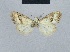  ( - BC ZSM Lep 48468)  @13 [ ] CreativeCommons - Attribution Non-Commercial Share-Alike (2012) Axel Hausmann/Bavarian State Collection of Zoology (ZSM) SNSB, Zoologische Staatssammlung Muenchen