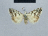  (Nola lightfooti - BC ZSM Lep 48469)  @12 [ ] CreativeCommons - Attribution Non-Commercial Share-Alike (2012) Axel Hausmann/Bavarian State Collection of Zoology (ZSM) SNSB, Zoologische Staatssammlung Muenchen