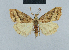  (Nola mesoscota - BC ZSM Lep 48470)  @14 [ ] CreativeCommons - Attribution Non-Commercial Share-Alike (2012) Axel Hausmann/Bavarian State Collection of Zoology (ZSM) SNSB, Zoologische Staatssammlung Muenchen
