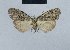  (Nola meyi - BC ZSM Lep 48473)  @13 [ ] CreativeCommons - Attribution Non-Commercial Share-Alike (2012) Axel Hausmann/Bavarian State Collection of Zoology (ZSM) SNSB, Zoologische Staatssammlung Muenchen