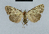  (Nola bispermutata - BC ZSM Lep 48474)  @12 [ ] CreativeCommons - Attribution Non-Commercial Share-Alike (2012) Axel Hausmann/Bavarian State Collection of Zoology (ZSM) SNSB, Zoologische Staatssammlung Muenchen